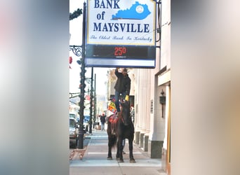 Percheron, Gelding, 16 years, 18.2 hh, Black