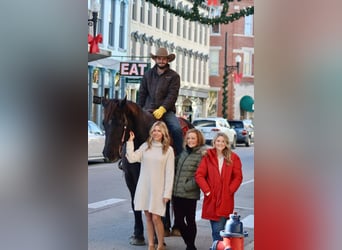 Percheron, Gelding, 16 years, 18.2 hh, Black