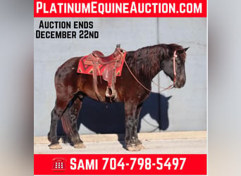 Percheron, Gelding, 16 years, 18.2 hh, Black