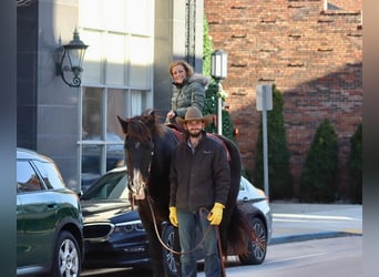 Percheron, Gelding, 16 years, 18.2 hh, Black
