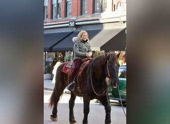 Percheron, Gelding, 16 years, 18.2 hh, Black