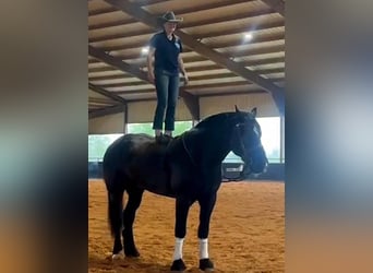 Percheron, Gelding, 16 years, 18 hh, Black