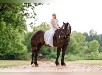 Percheron, Gelding, 16 years, 18 hh, Black