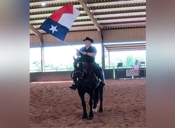 Percheron, Gelding, 16 years, 18 hh, Black