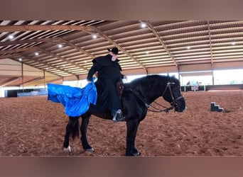 Percheron, Gelding, 16 years, 18 hh, Black