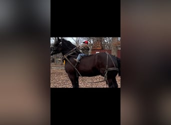 Percheron, Gelding, 16 years, 18 hh, Black