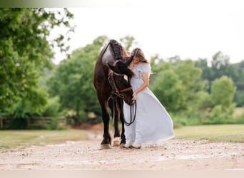 Percheron, Gelding, 16 years, 18 hh, Black