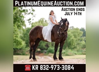 Percheron, Gelding, 16 years, 18 hh, Black