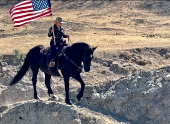 Percheron, Gelding, 16 years, Black