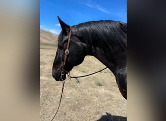 Percheron, Gelding, 16 years, Black