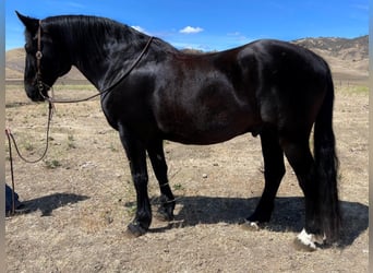 Percheron, Gelding, 16 years, Black