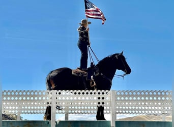 Percheron, Gelding, 16 years, Black