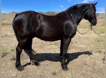 Percheron, Gelding, 16 years, Black