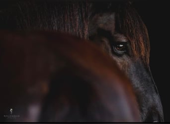 Percheron, Gelding, 17 years, 16,3 hh, Black