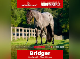 Percheron Mix, Gelding, 3 years, 16 hh, Roan-Blue
