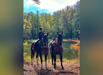 Percheron Mix, Gelding, 3 years, 16 hh, Roan-Blue