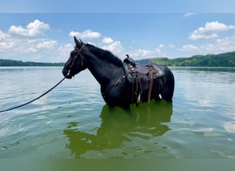 Percheron Mix, Wallach, 3 Jahre, 17 hh, Rappe