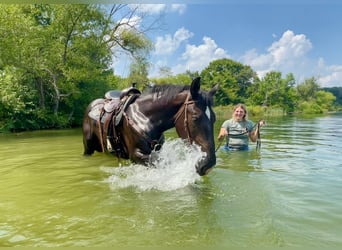 Percheron Mix, Wallach, 3 Jahre, 17 hh, Rappe