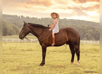 Percheron Mix, Wallach, 3 Jahre, 17 hh, Rappe