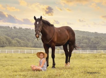 Percheron Mix, Wallach, 3 Jahre, 17 hh, Rappe