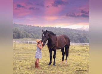 Percheron Mix, Gelding, 3 years, 17 hh, Black