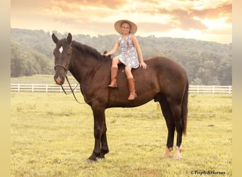 Percheron Mix, Wallach, 3 Jahre, 17 hh, Rappe