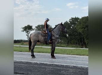 Percheron, Gelding, 3 years, 17,1 hh, Roan-Blue