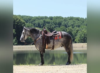 Percheron Mix, Gelding, 4 years, 14 hh, Grey