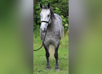 Percheron Mix, Gelding, 4 years, 14 hh, Grey