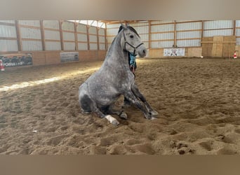 Percheron Mix, Gelding, 4 years, 15.2 hh, Grey