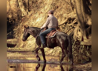 Percheron Mix, Gelding, 4 years, 15.3 hh, Bay-Dark