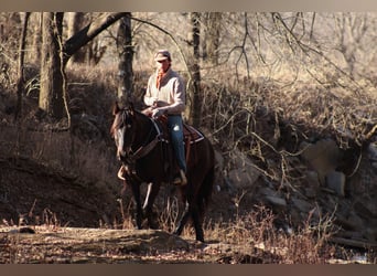 Percheron Mix, Gelding, 4 years, 15.3 hh, Bay-Dark