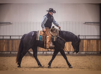 Percheron Mix, Gelding, 4 years, 15.3 hh, Black