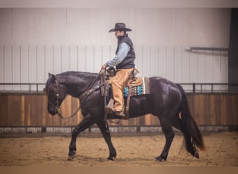 Percheron Mix, Gelding, 4 years, 15.3 hh, Black