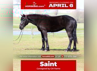 Percheron Mix, Gelding, 4 years, 15.3 hh, Black