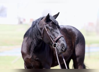 Percheron Mix, Gelding, 4 years, 15.3 hh, Black