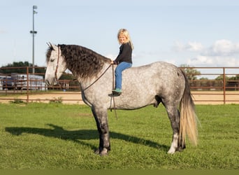 Percheron Mix, Gelding, 4 years, 15.3 hh, Grey