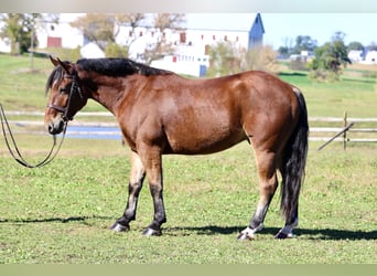 Percheron Mix, Gelding, 4 years, 15,2 hh, Bay