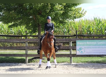 Percheron Mix, Gelding, 4 years, 15,2 hh, Bay