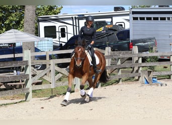 Percheron Mix, Gelding, 4 years, 15,2 hh, Bay