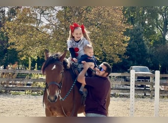 Percheron Mix, Gelding, 4 years, 15,2 hh, Bay