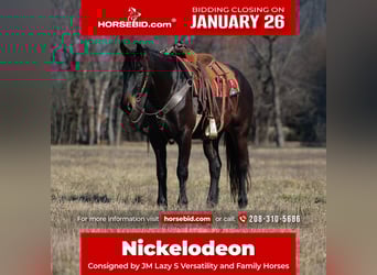 Percheron Mix, Gelding, 4 years, 15,3 hh, Bay-Dark