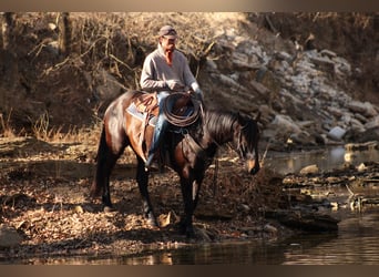 Percheron Mix, Gelding, 4 years, 15,3 hh, Bay-Dark