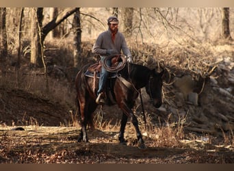 Percheron Mix, Gelding, 4 years, 15,3 hh, Bay-Dark