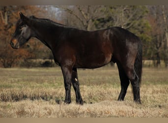 Percheron Mix, Gelding, 4 years, 15,3 hh, Bay-Dark