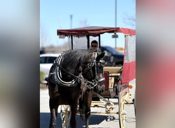 Percheron Mix, Gelding, 4 years, 15,3 hh, Black