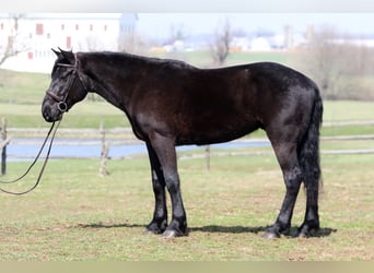 Percheron Mix, Gelding, 4 years, 15,3 hh, Black