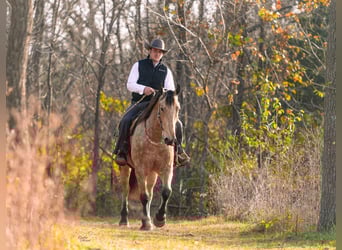 Percheron Mix, Gelding, 4 years, 15,3 hh, Buckskin