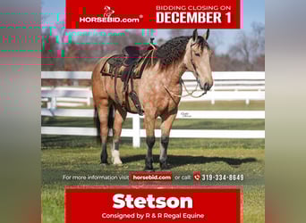 Percheron Mix, Gelding, 4 years, 15,3 hh, Buckskin