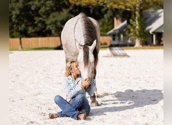 Percheron Mix, Gelding, 4 years, 15,3 hh, Grey